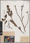 Foto von Salix cinerea L.